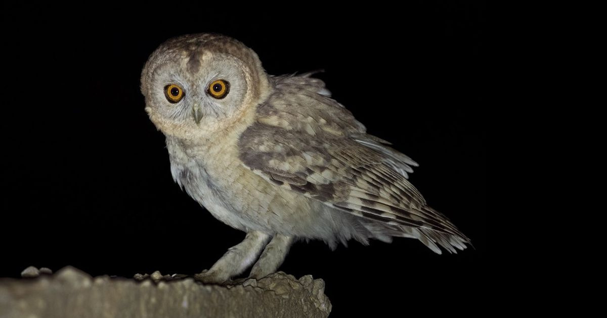 Desert Owl