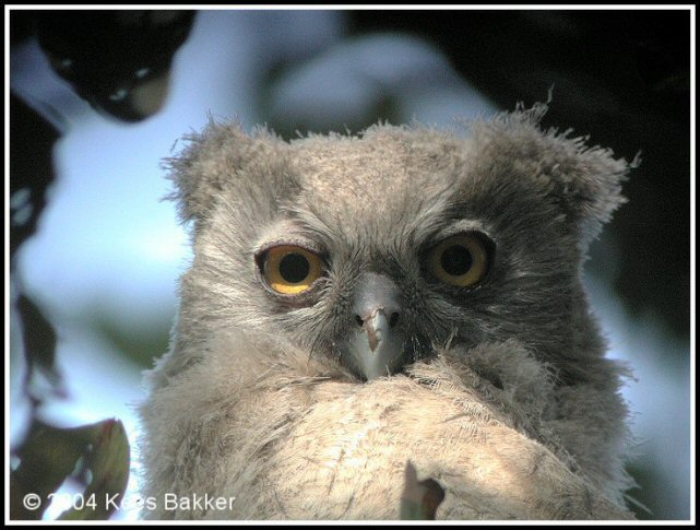 Close facial view of a young Dusky Eagle Owl by Kees Bakker