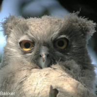 Dusky Eagle Owl