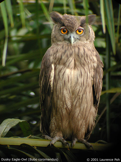 Dusky Eagle Owl stands on a palm branch by Laurence Poh