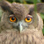 Dusky Eagle Owl