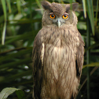 Dusky Eagle Owl