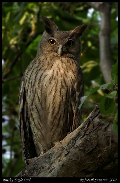 Dusky Eagle Owl perched high on a thick branch by Rajneesh Suvarna
