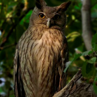 Dusky Eagle Owl