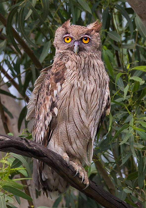 A wind-swept Dusky Eagle Owl on a branch during the day by Sarwan Deep Singh