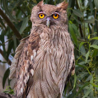 Dusky Eagle Owl