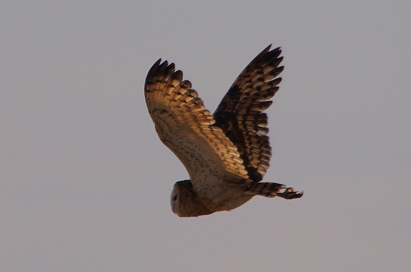 Eastern Grass Owl with wings upward in flight by Deane Lewis