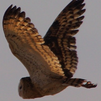 Eastern Grass Owl