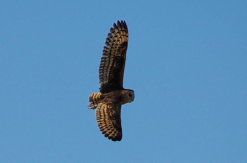 Eastern Grass Owl in flight showing the over-wing by Deane Lewis