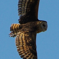 Eastern Grass Owl