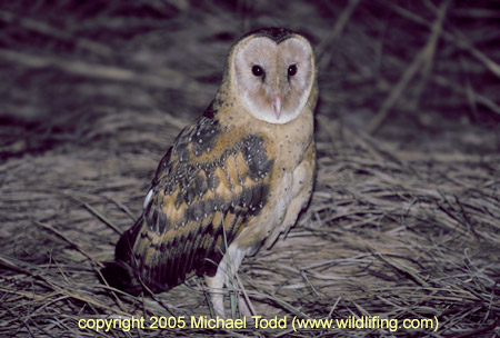 Eastern Grass Owl standing in flattened grass by Michael Todd