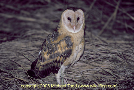 Eastern Grass Owl standing in flattened grass by Michael Todd