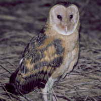 Eastern Grass Owl