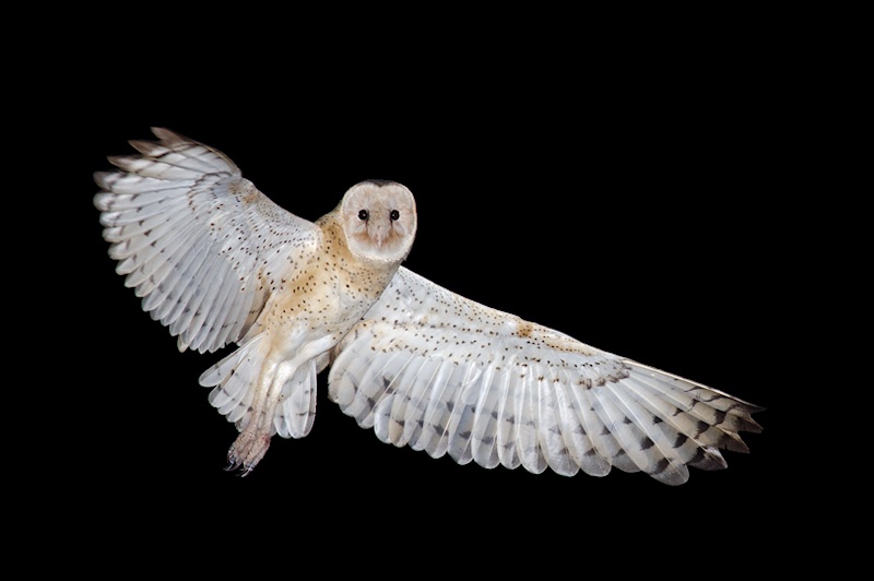 Eastern Grass Owl with wings outstretched in flight at night by Richard Jackson