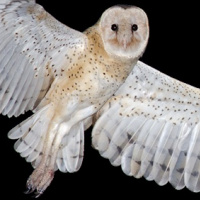 Eastern Grass Owl