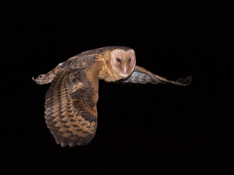 Side view of an Eastern Grass Owl flying at night by Richard Jackson