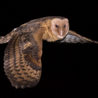 Eastern Grass Owl