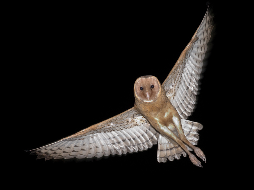 Front view of an Eastern Grass Owl in flight with wings spread by Richard Jackson