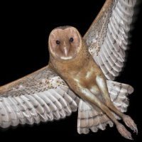 Eastern Grass Owl