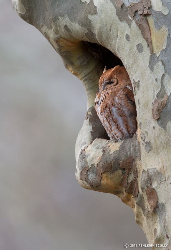 Eastern Screech Owl roosts at the entrance to a large tree hollow by Ashleigh Scully