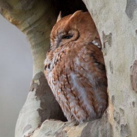 Eastern Screech Owl