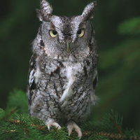 Eastern Screech Owl