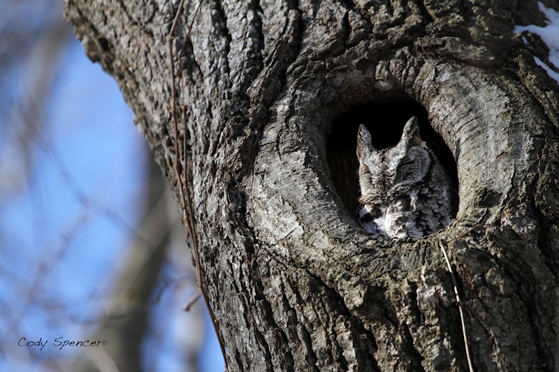 Grey Eastern Screech Owl rests at the entrance to its tree hollow by Cody Spencer