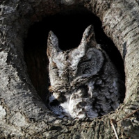 Eastern Screech Owl