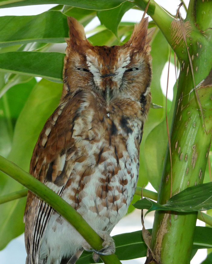 Red phase Eastern Screech Owl rests in the shade by David Pennewill