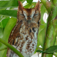 Eastern Screech Owl