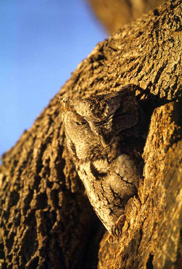 Eastern Screech Owl looks out of its nest hole by George Aldredge