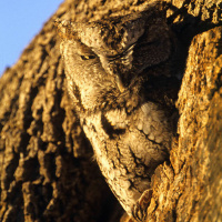 Eastern Screech Owl