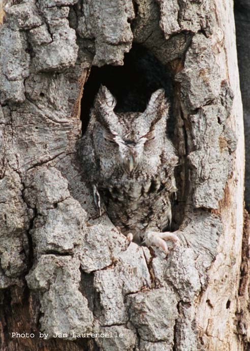 Eastern Screech Owl sits on the entrance to its nest hollow by Janice Laurencelle