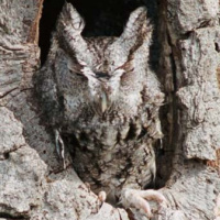 Eastern Screech Owl