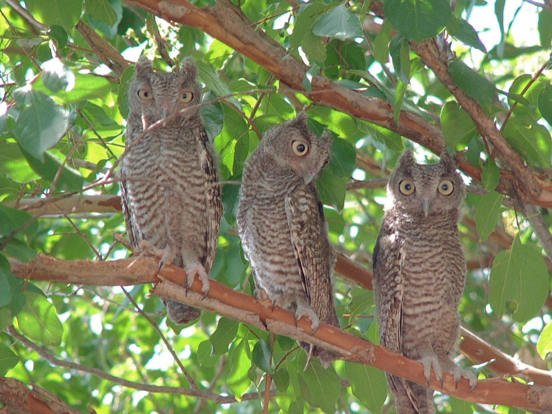 Three wide-eyed fledgling Eastern Screech Owls perched on a branch together by Jerry Mills