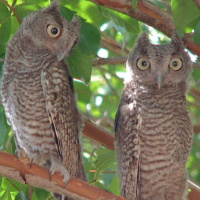 Eastern Screech Owl