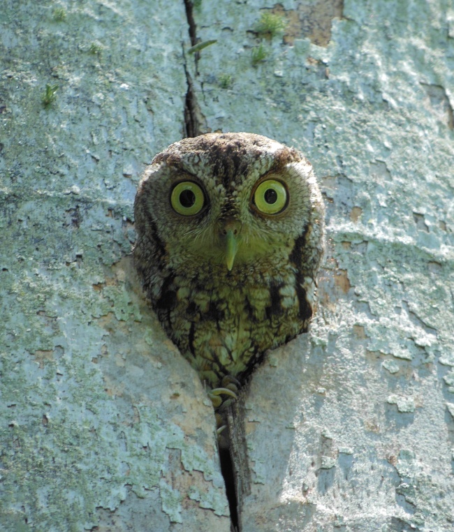 Wide-eyed Eastern Screech Owl pokes its head out of a tree hollow by Jose Arellano