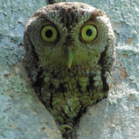 Eastern Screech Owl