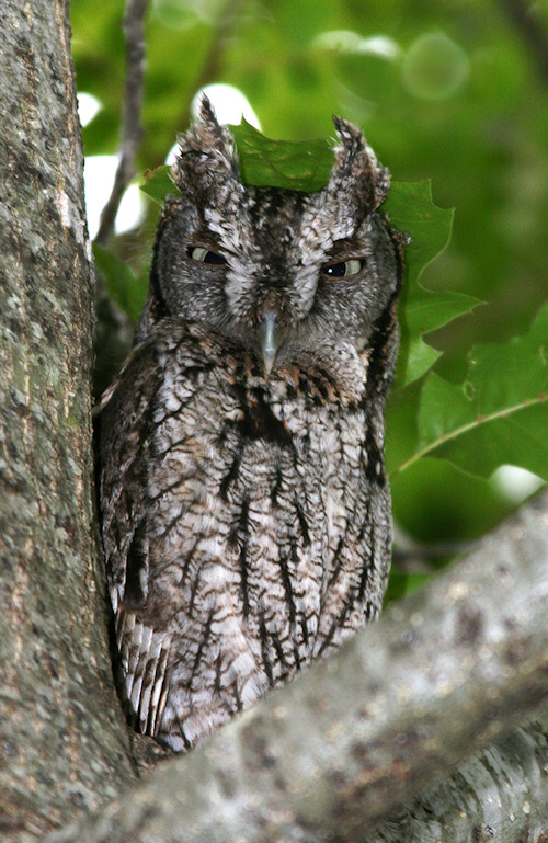 Grey phase Eastern Screech Owl in the fork of a tree by Karen Rogers
