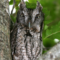 Eastern Screech Owl