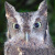 Eastern Screech Owl