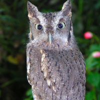 Eastern Screech Owl