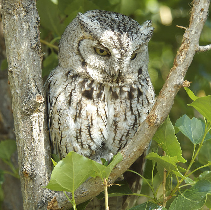 Grey Eastern Screech Owl looks down from the fork of a small tree by Mack Hitch