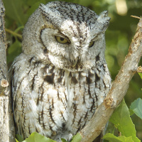 Eastern Screech Owl