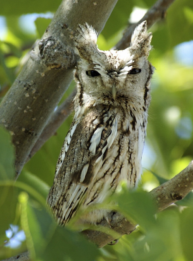 Eastern Screech Owl looking alert with erect ear tufts by Mack Hitch