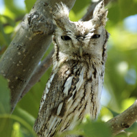 Eastern Screech Owl