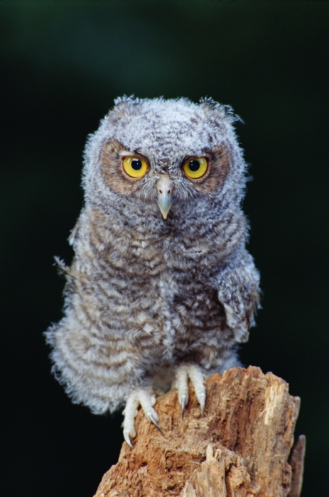 A young Eastern Screech Owl perched on a tree stump by Mike Flaherty