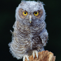 Eastern Screech Owl