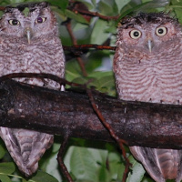 Eastern Screech Owl