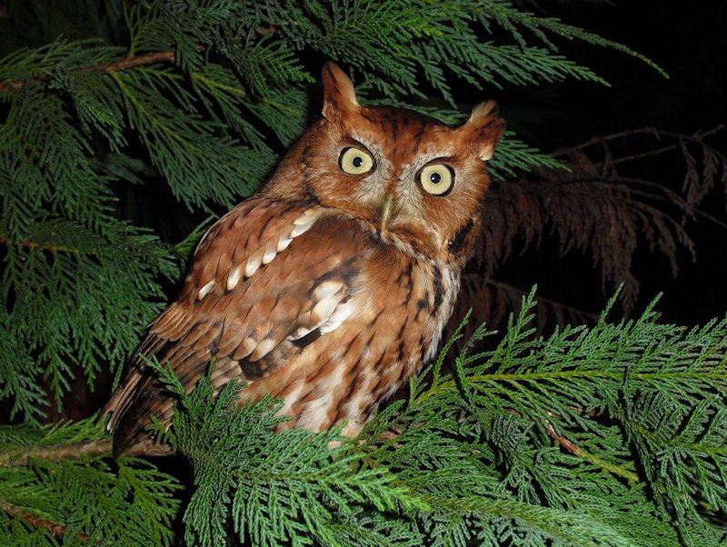 A red Eastern Screech Owl looks back over its shoulder at us by Stan Dalton